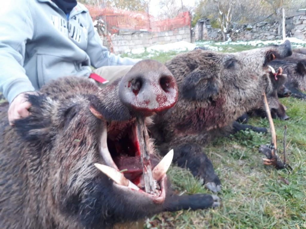 Montería en El Encinar