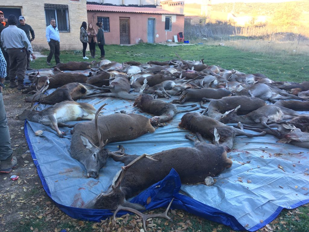 Montería en Recuenco