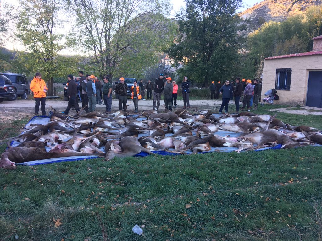 Montería en Baños de tajo