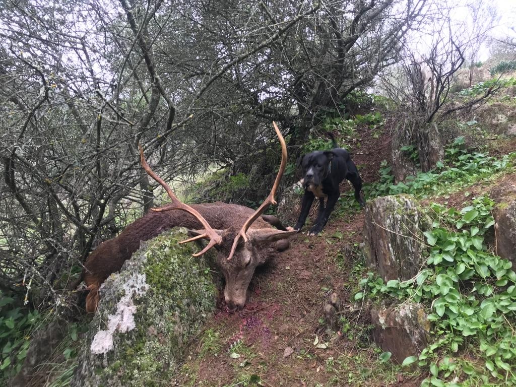 Montería mixta en el Viso del Marqués.