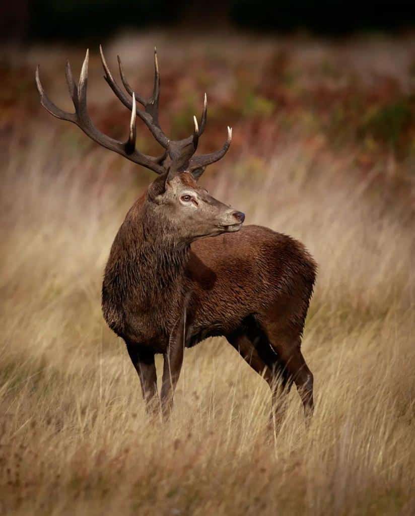 Montería en El Manantial