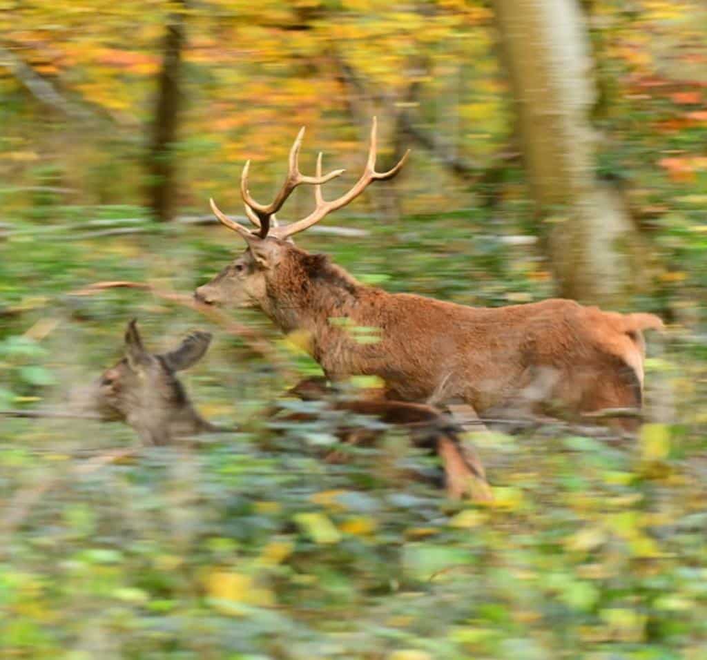 Montería mixta en El Chorrillo.