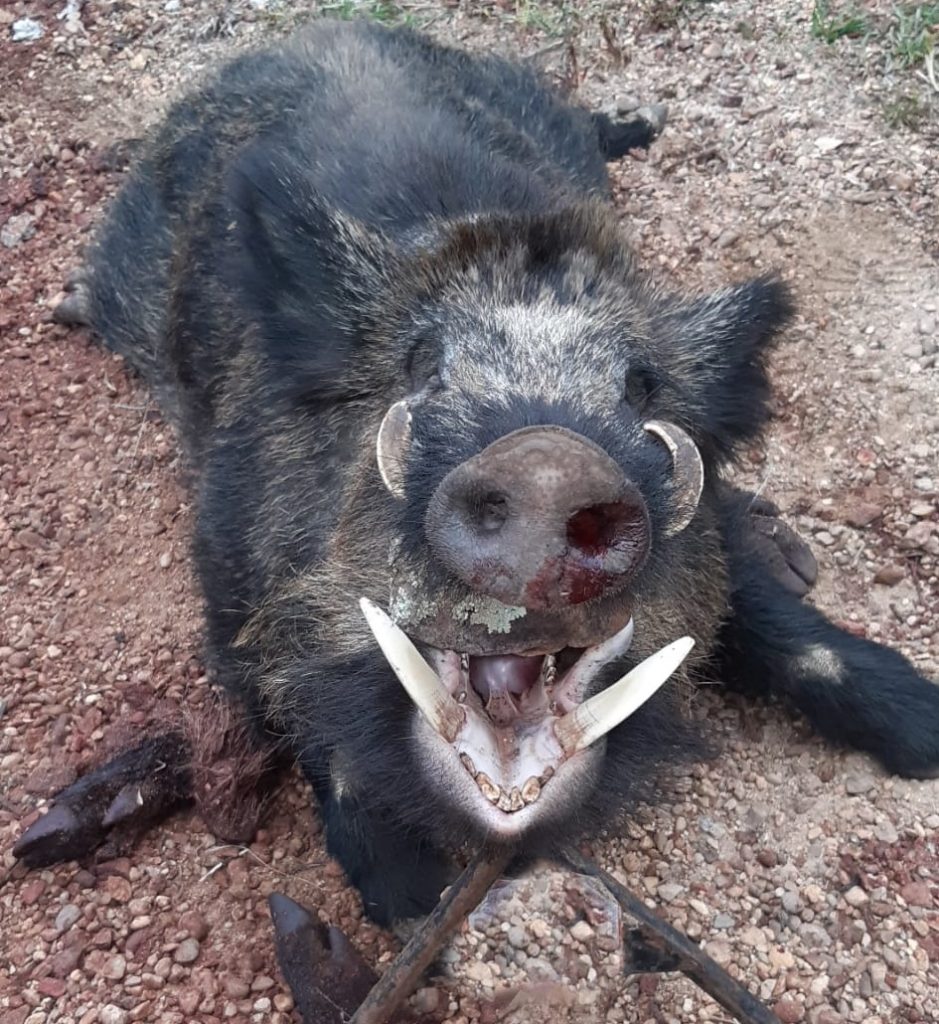 Montería en Las Pozuelas II