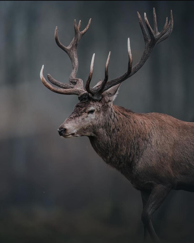 Montería en Navaloscorchos