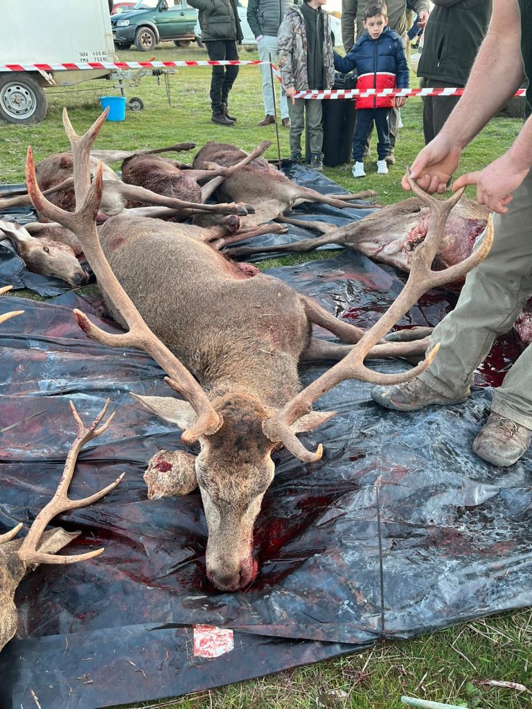 Montería en el Allozo