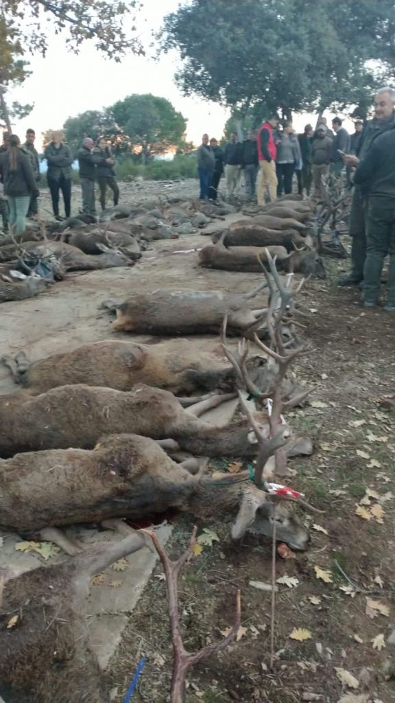 Montería en la hoz de las tasajeras