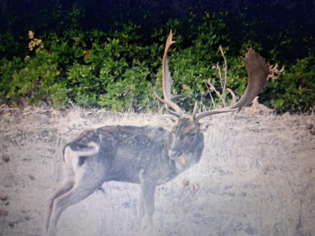 Montería en loma de la higuera