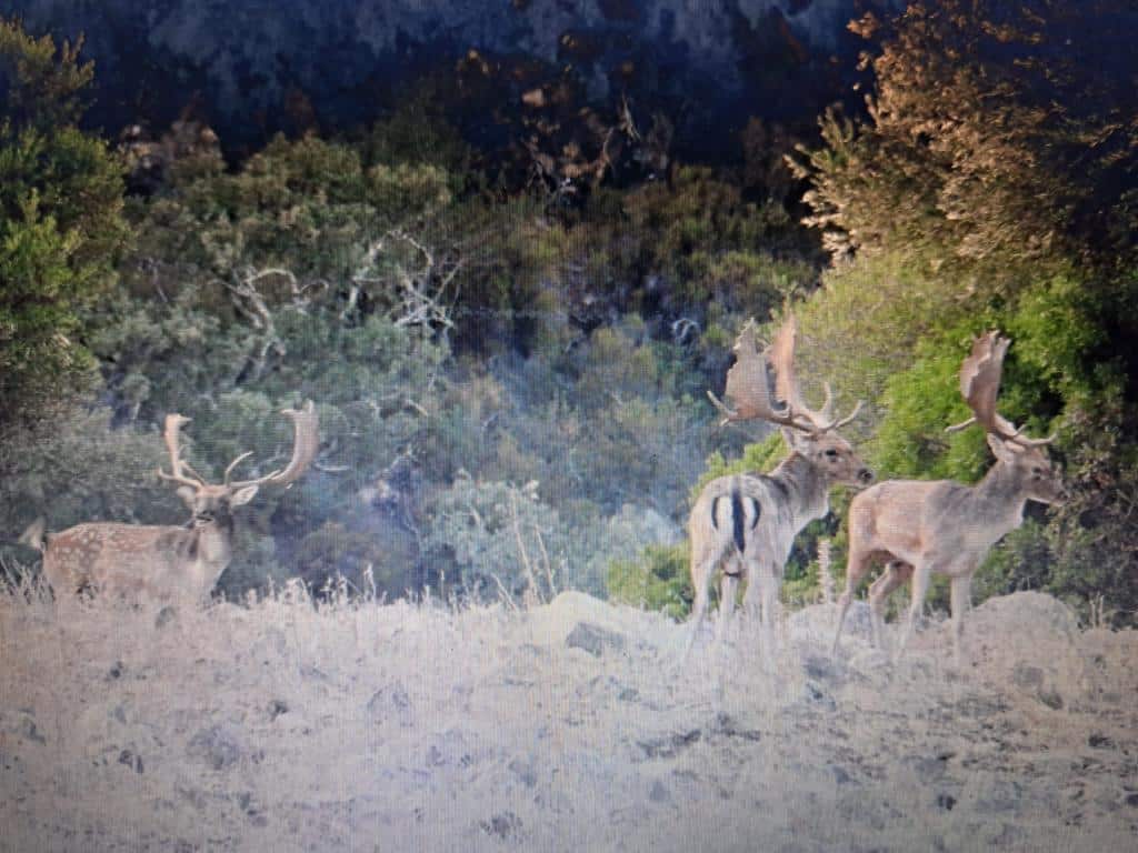 Montería en Malabrigo