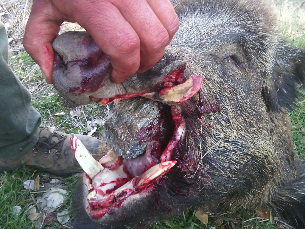 Montería en el Zocato