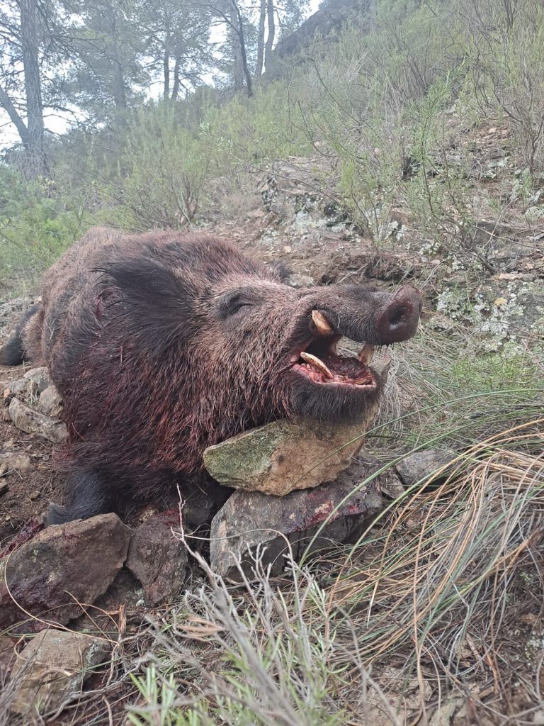 Montería en Nechite