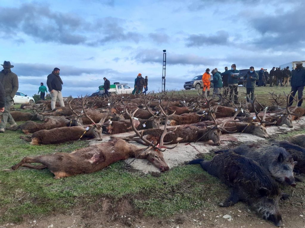 Montería en Horcajos del Marqués