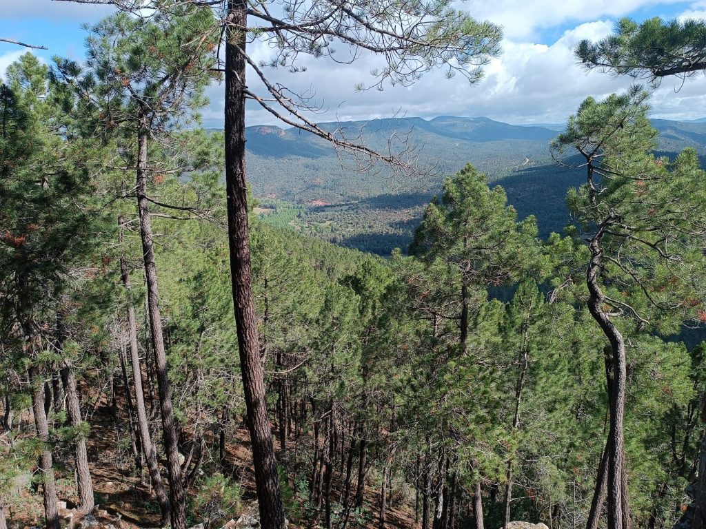 Montería en El Cañizar