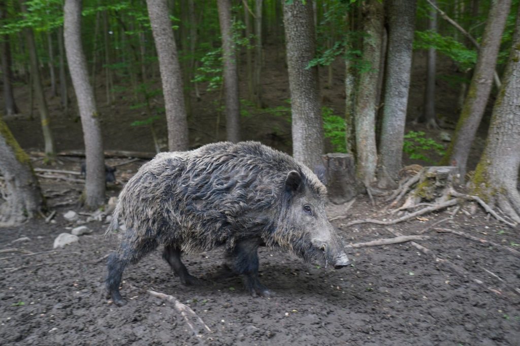 Montería en Las Hoces