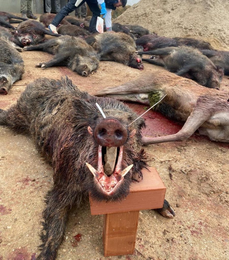 Montería en Los Brezales