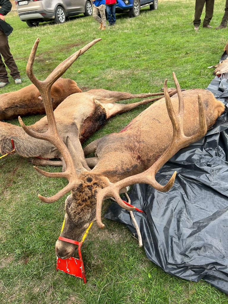 Montería en Torremocha