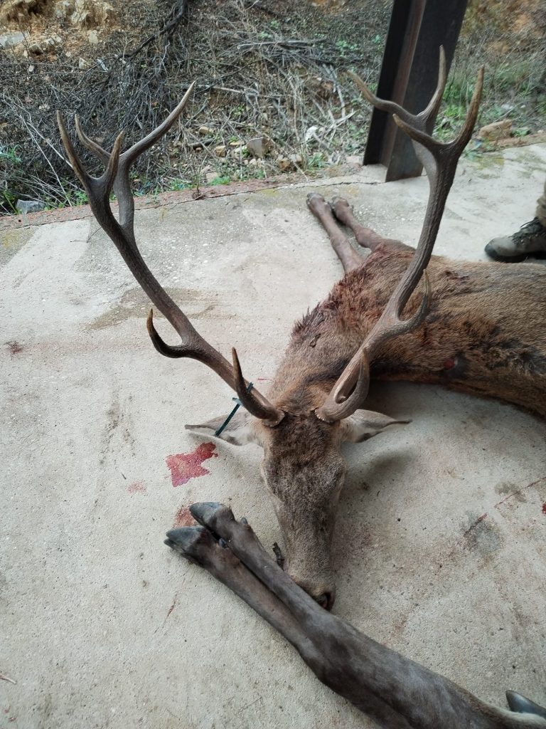 Montería en Solana del Marques