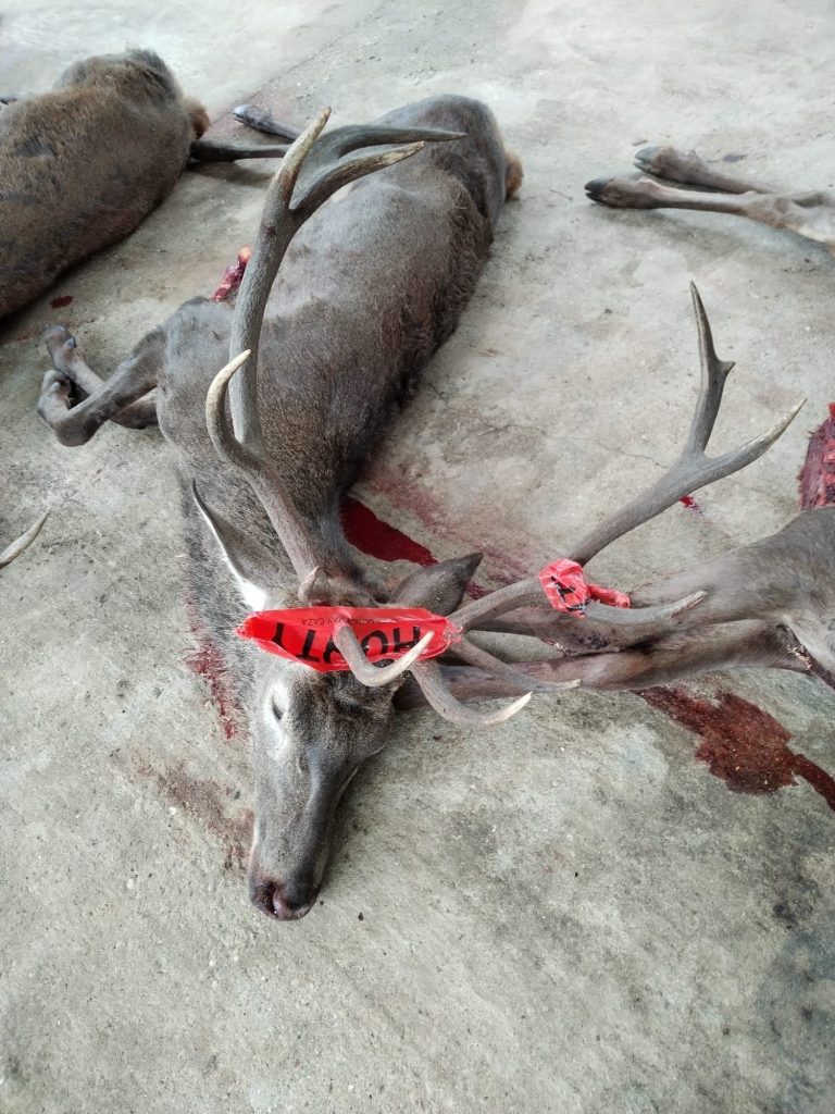 Montería en Cortijo Solano