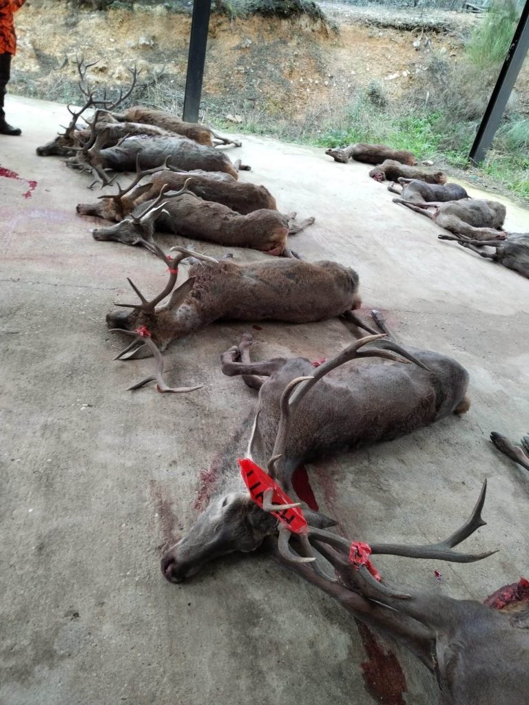 Montería en La Osilla