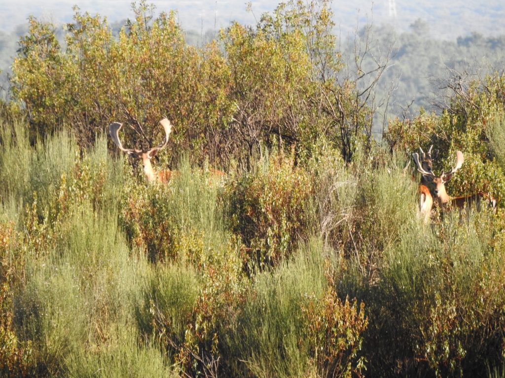Montería en Cuaterno
