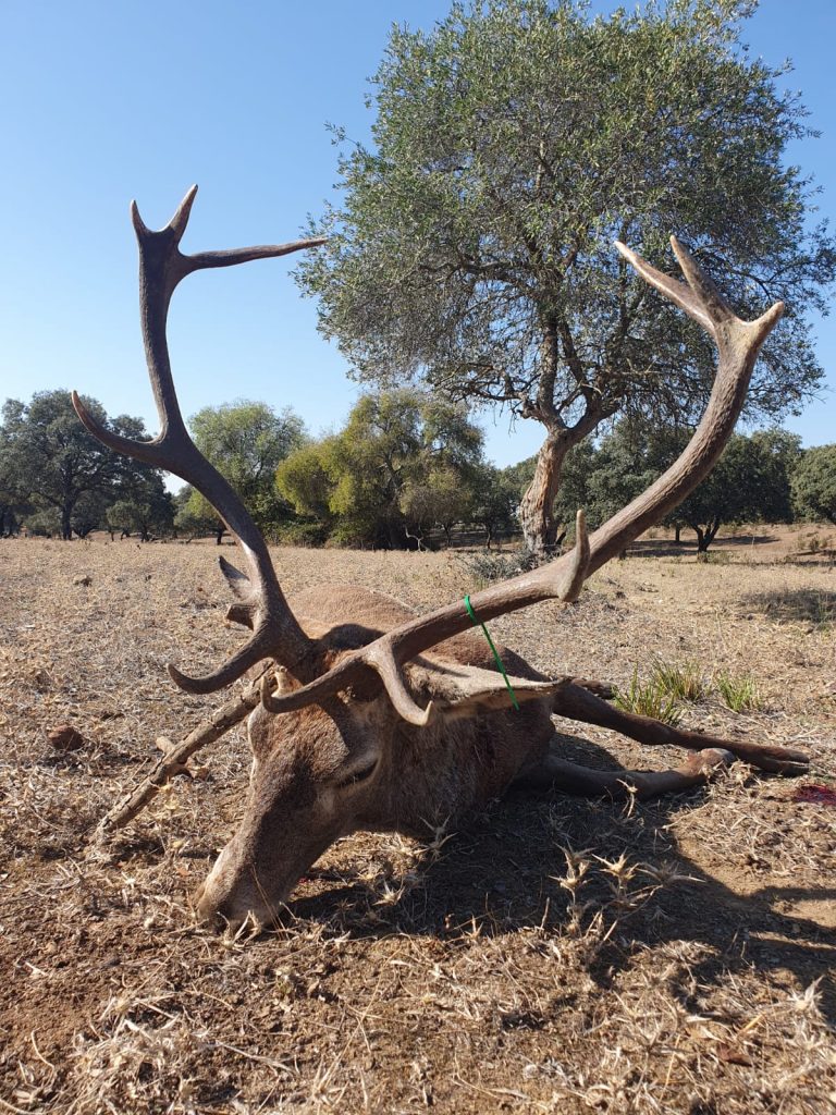 Montería en Posada Real