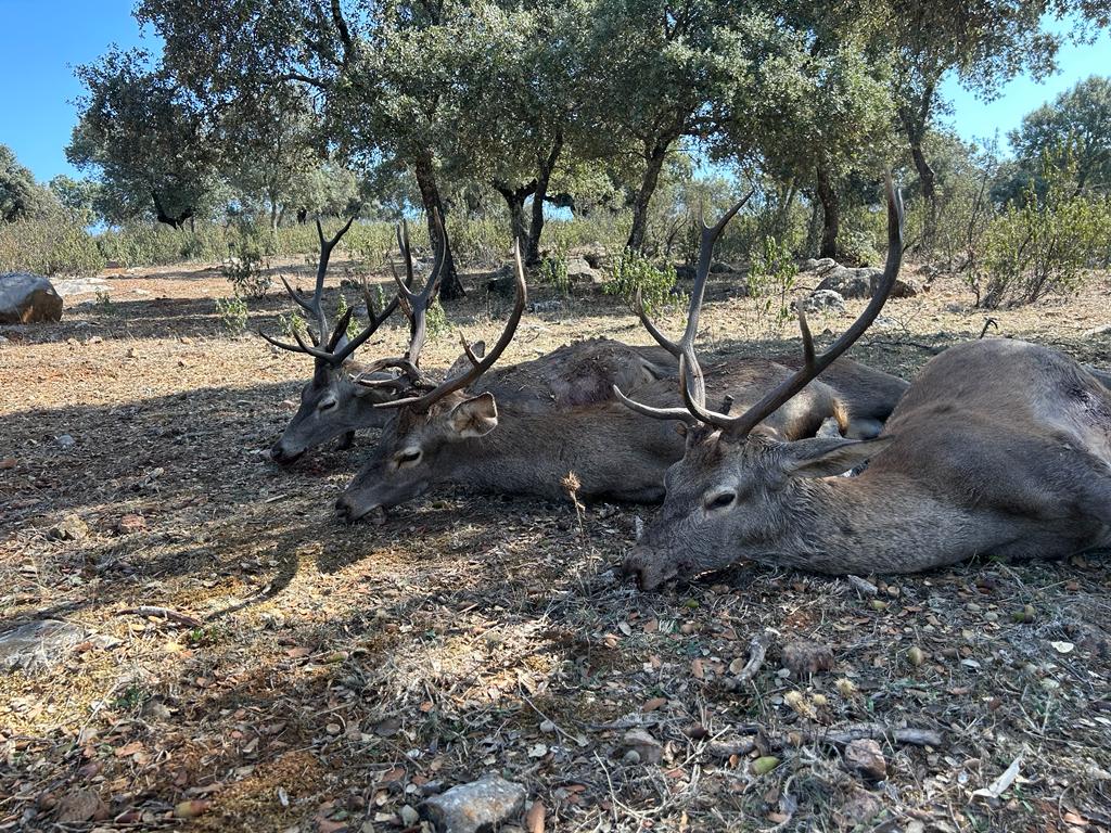 Montería en La Solana