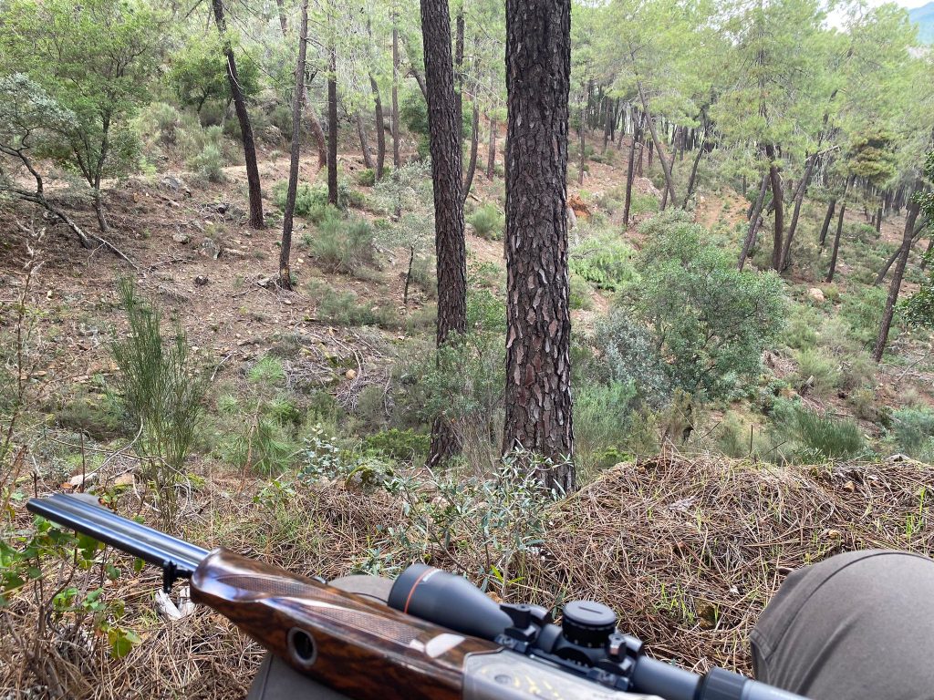 Montería en El Burgo de Osma