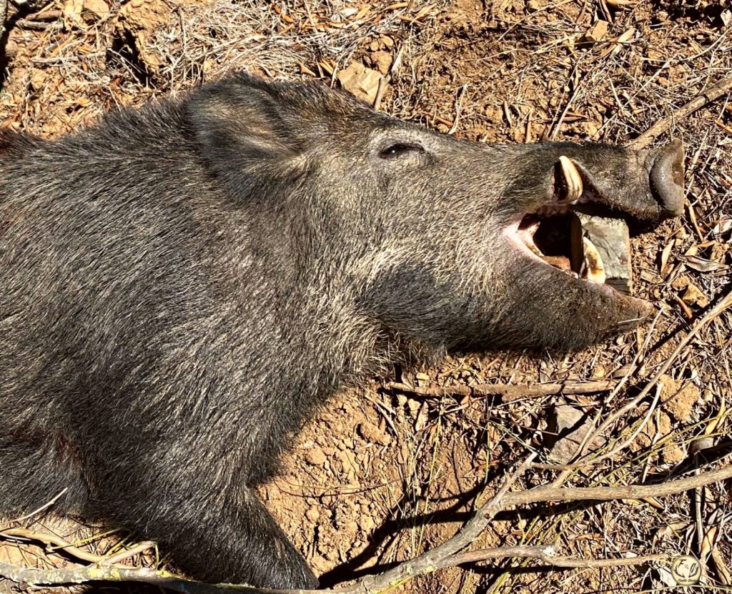 Montería en Llanos de San Isidro