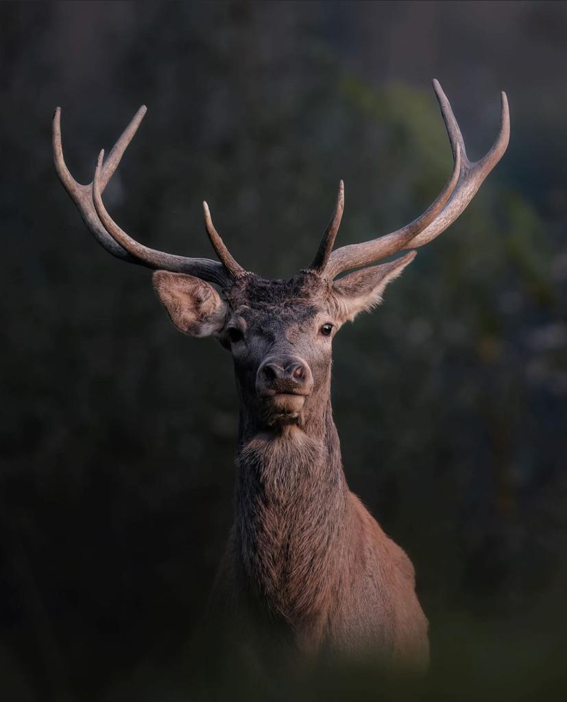 Montería en las Morras