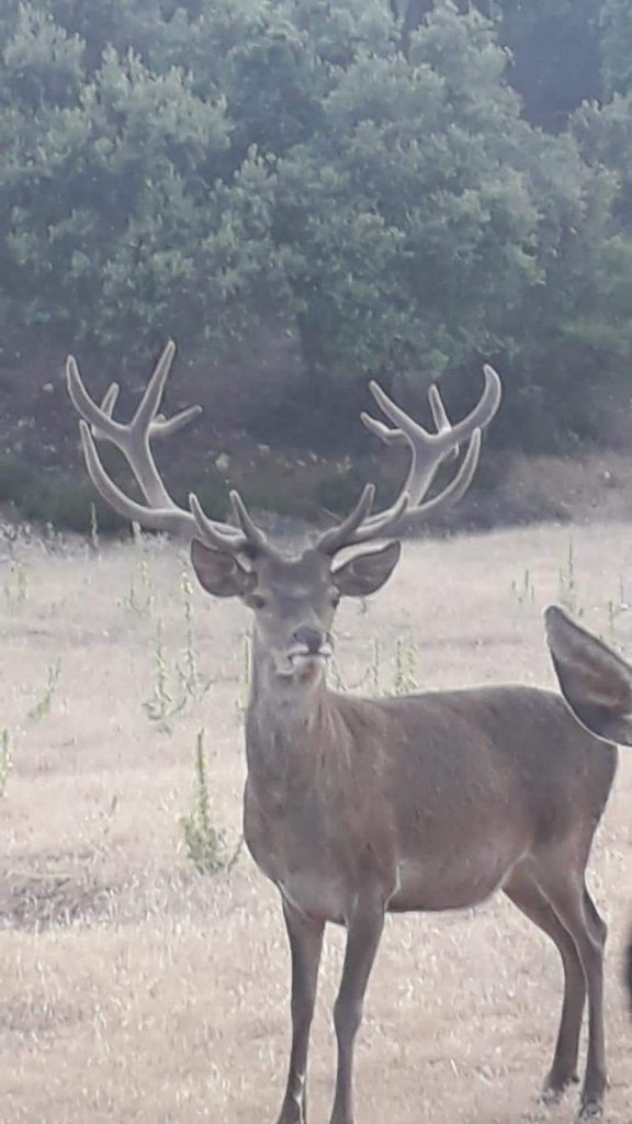 Montería en La Cantera.