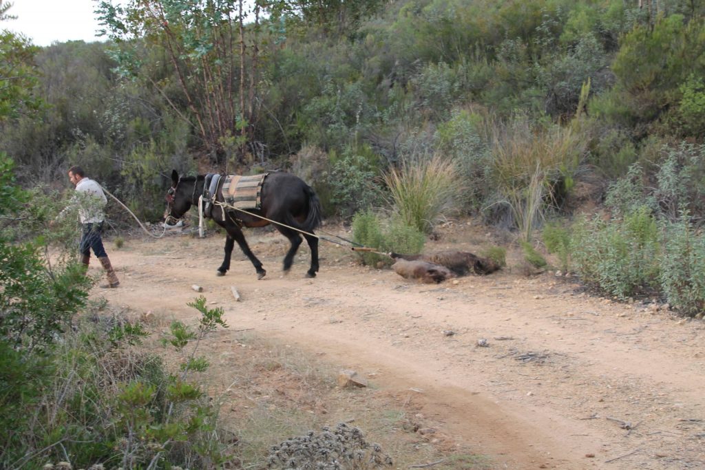 Montería en Las Bañas