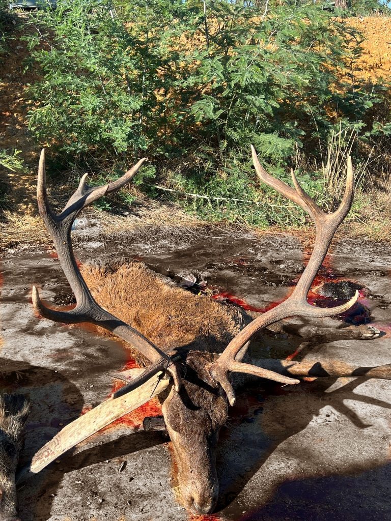 Montería en Carrascosa del Tajo