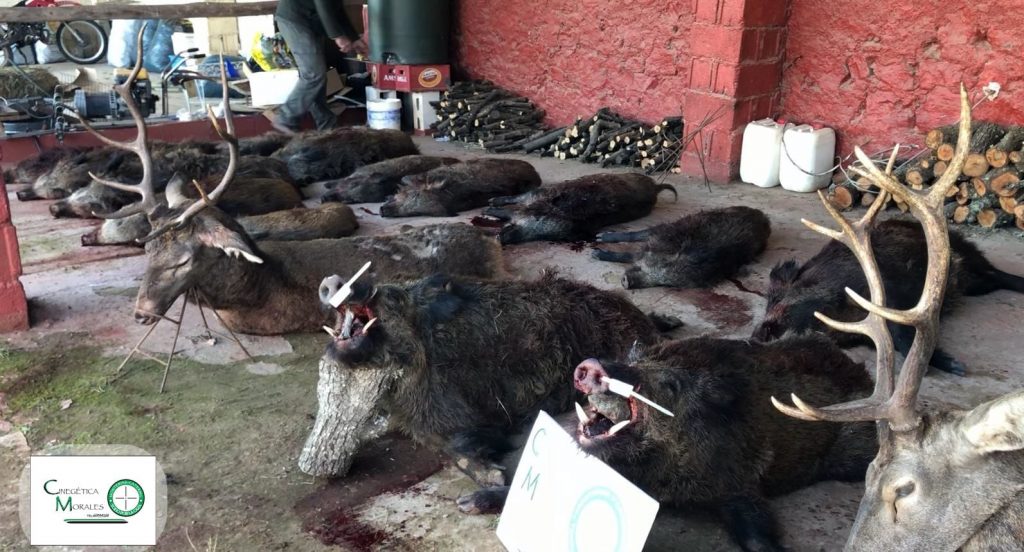 Montería en Coto Borrego