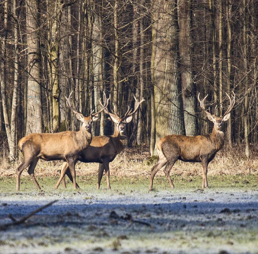 Montería de venado y jabalí en Santa Cruz de Mudela.