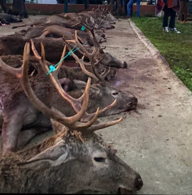 Montería en Cerca del Cojo