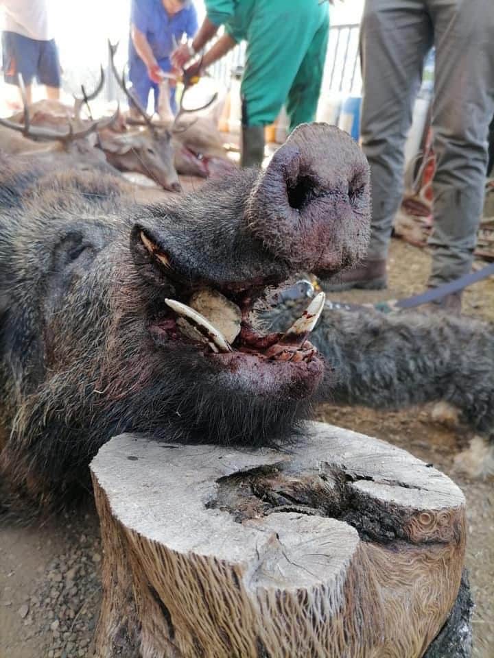 Montería en La Charneca