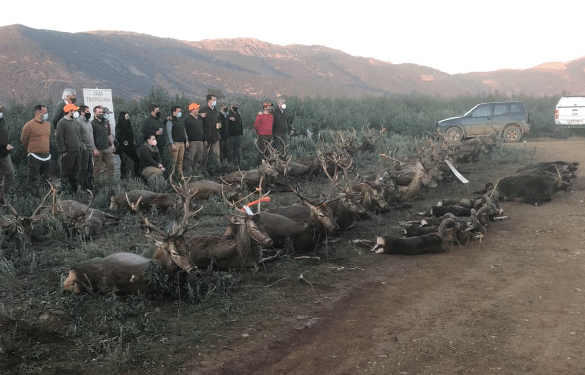 Montería en El Hornillo