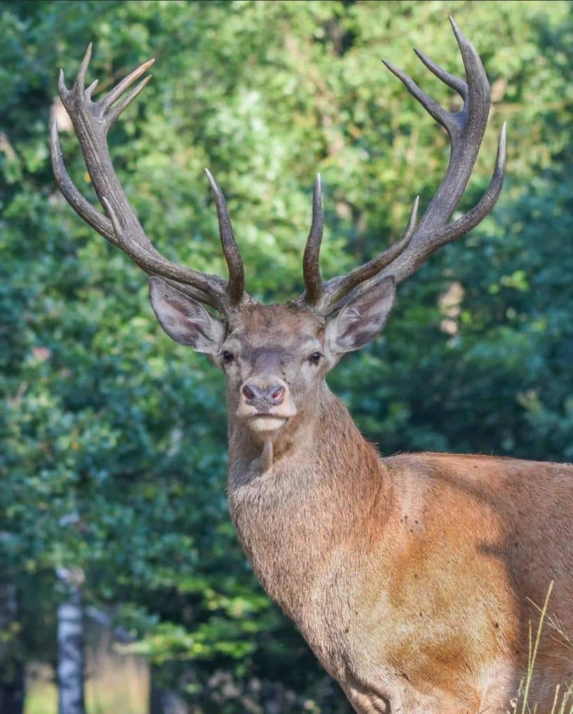 Montería en Los Barrancones.