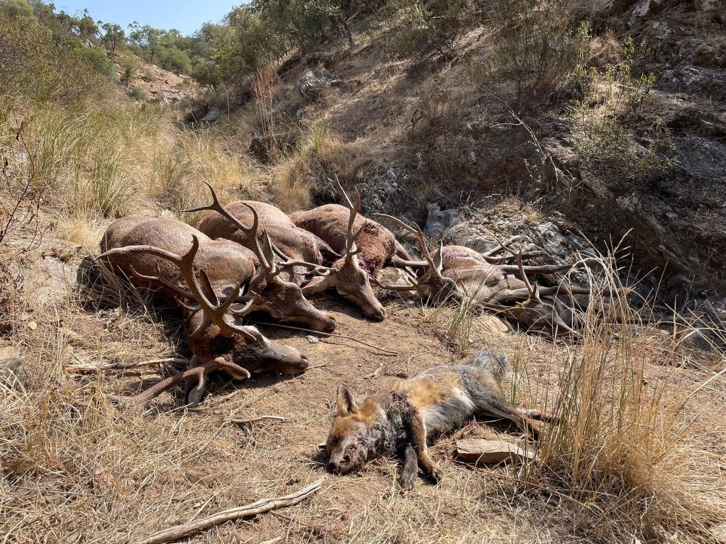Montería en Pedro Díaz.