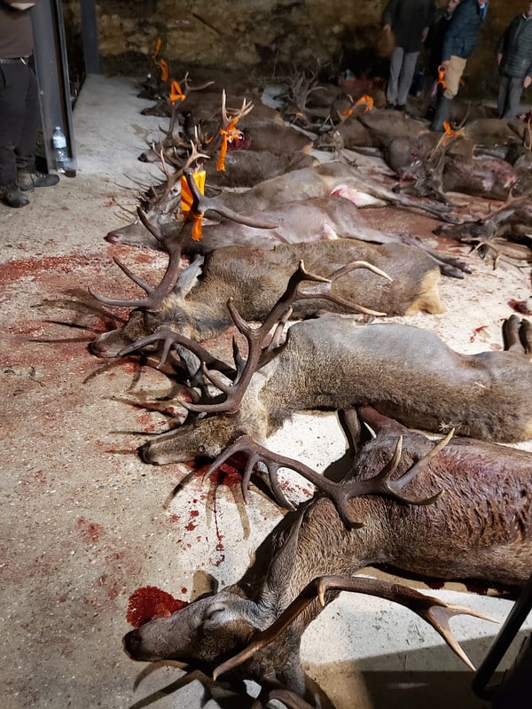 Montería en La Marañosa