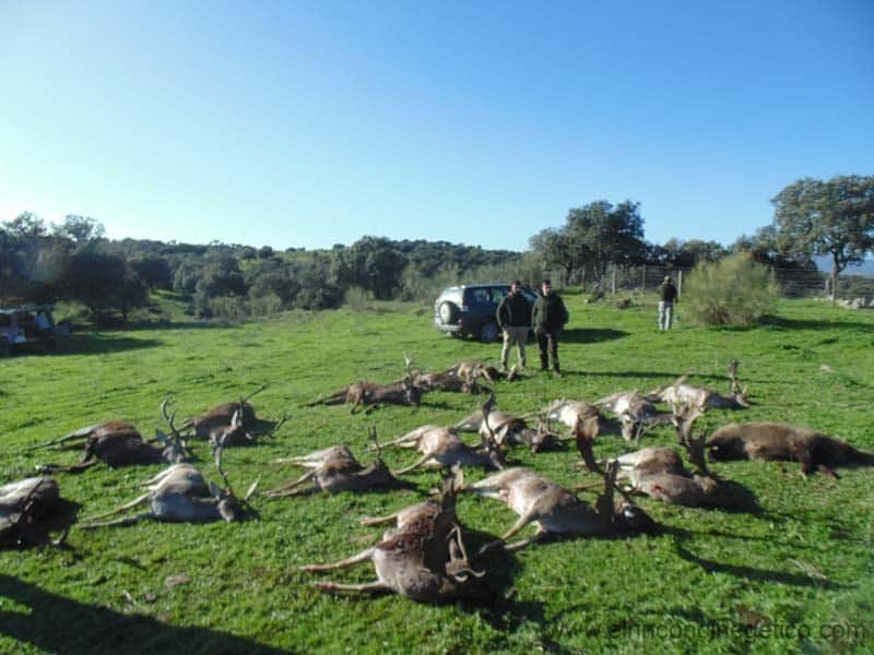 Montería en El Guijo - Carracosa