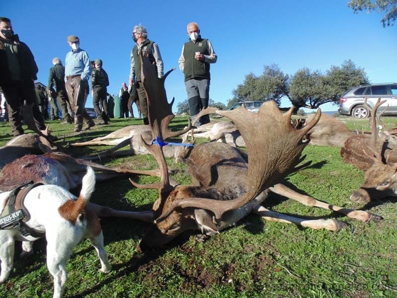 Montería en Los Hinojos
