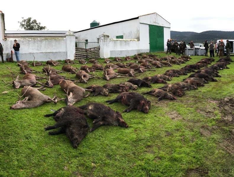 Montería en El Sauzal