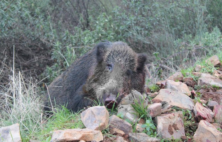 Montería en el Cigarro