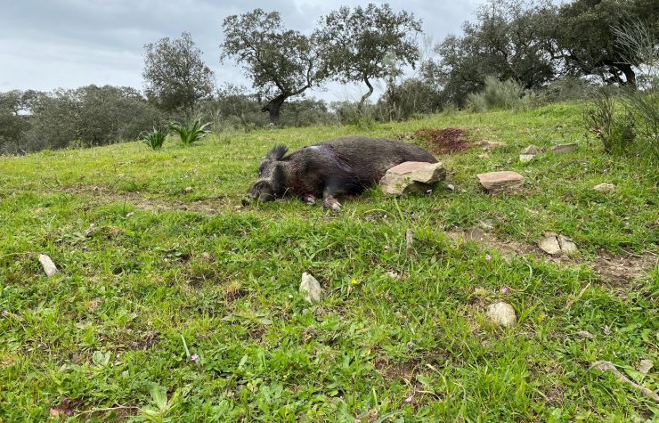 Montería en El Morro