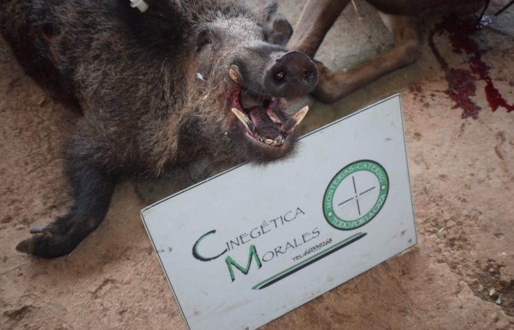 Montería en Valdegama de Fresno