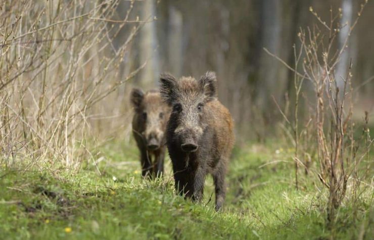 Montería de jabalí y ciervo en Los Barrancones II.