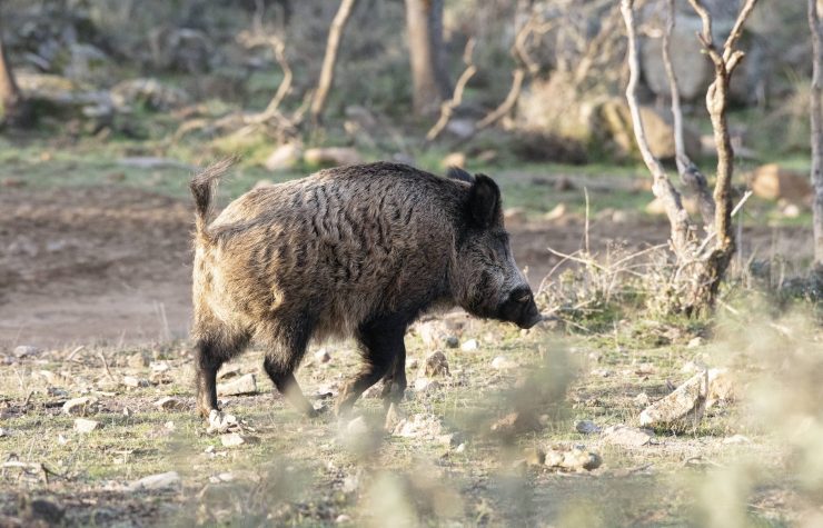 Montería en La Tesorera.