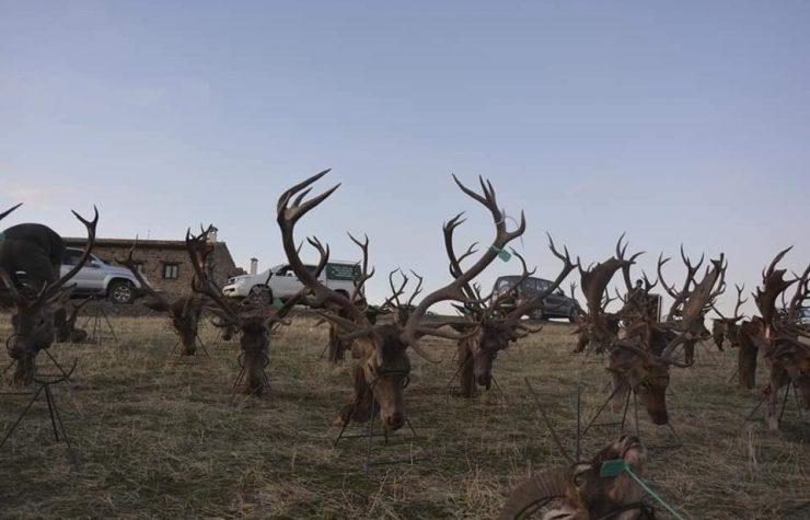 Montería en Lentisquillo