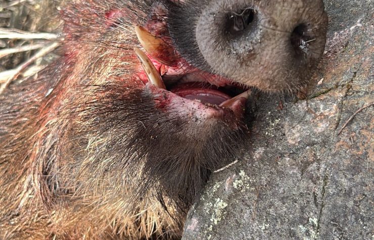 Montería en La Solana