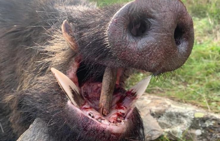 Montería en La Alcornocosa